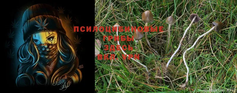 Галлюциногенные грибы Magic Shrooms  закладка  hydra онион  Черкесск 